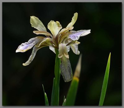 Sunlit Iris