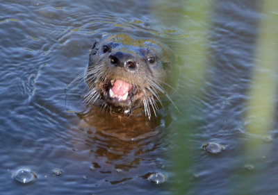 River Otter Pops Up