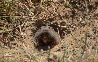 Fast Gopher