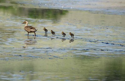 Four Ducklings with Mom