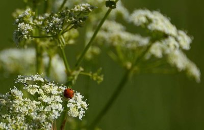 Ladybug