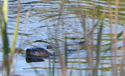 5/30/12: River Otter Swim
