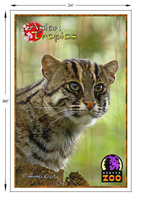 Fishing Cat poster