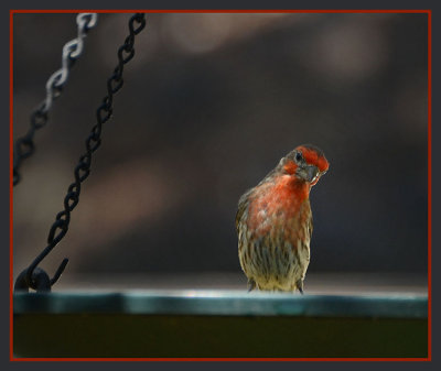Curious House Finch