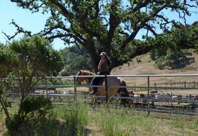 Rider and Old Oak