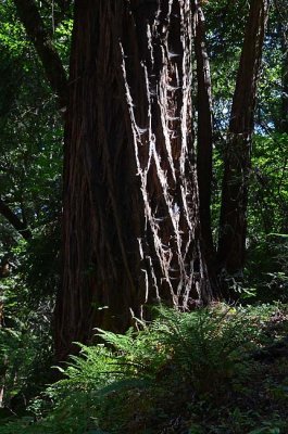 Redwood & Fern