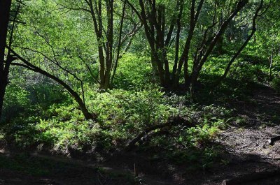 Sunlit Hillside