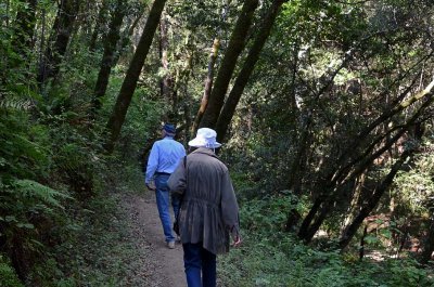 Forest Trail