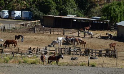 Lots of Horses