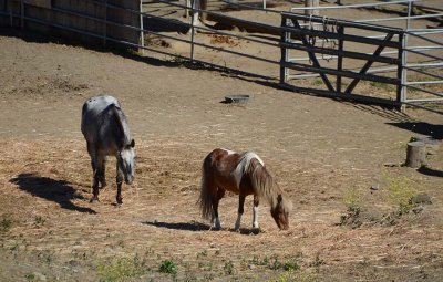 Pony