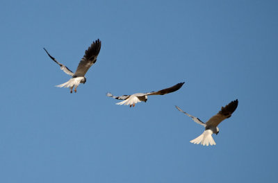 White Tailed Kite - Composite