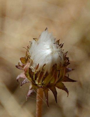 Cottontop Weed