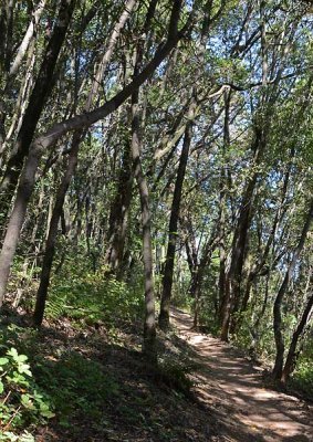Woodsy Path
