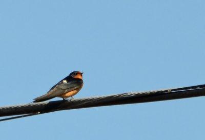 6/13/12: Barn Swallow on a Wire