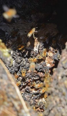 Beehive