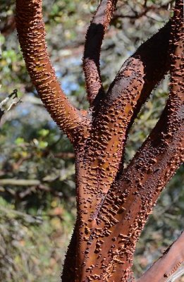 Madrone in Sunlight
