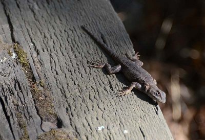 Fence Lizard