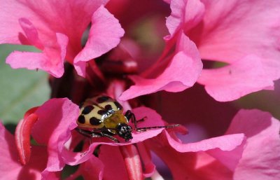 Spotted Cucumber Beetle