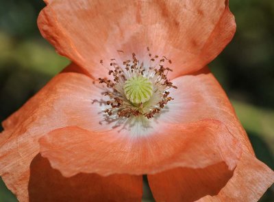 Peach Poppy