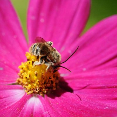 Bee on Yellow Crown