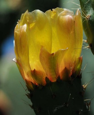 Yellow Cactus Bloom