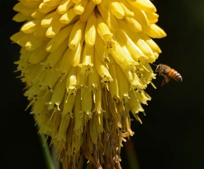 Bee at Yellow Poke