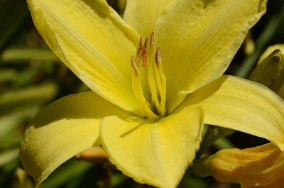 Yellow Daylily