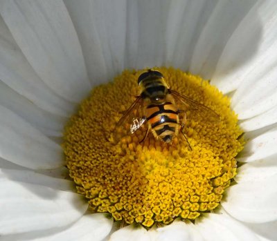 Hover Fly on Daisy