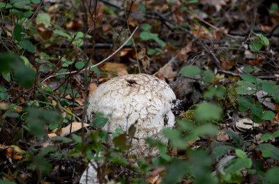 Cantelope-sized Mushroom