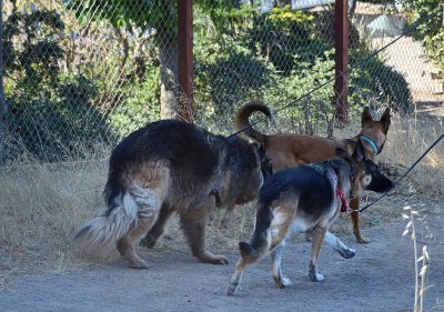 Three Dog Walk