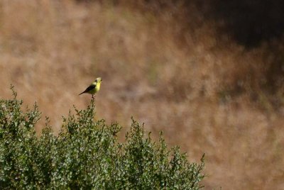 Goldfinch