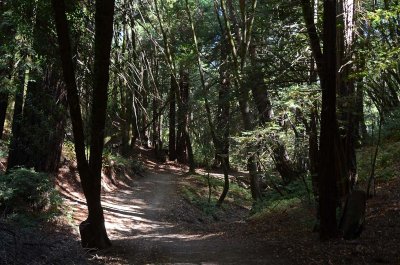 Peaceful Forest