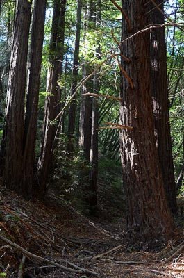 Redwoods