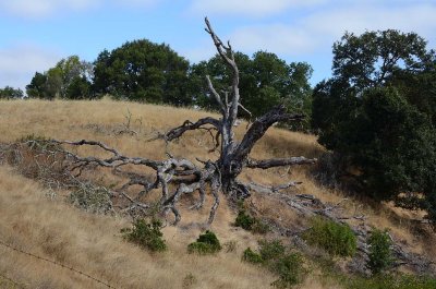 Dead Tree Spread