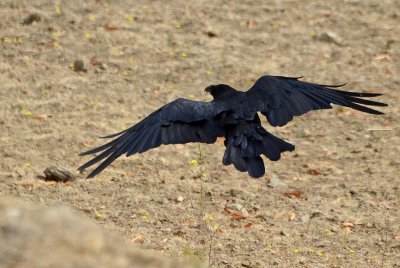 Raven Flies Away