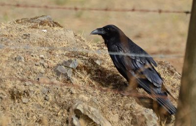 Sitting Raven