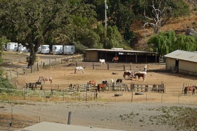 Many Horses