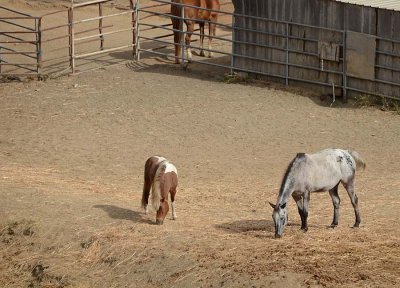 Pony and White Horse