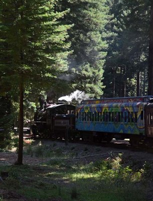 Skunk Train in the Woods