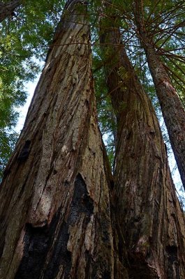 Twisting Redwoods