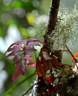 Red Leaves & Lichen