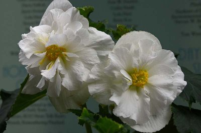 White Begonias