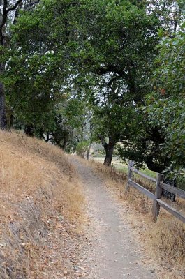Trail Under the Trees