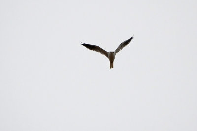 Face of the Kite