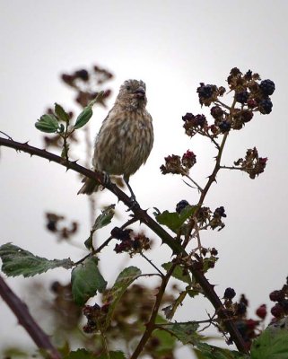 Sparrow with Berries