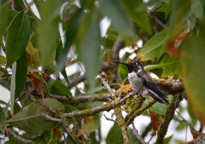 Anna's Hummingbird
