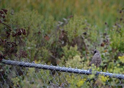 8/22/12: Fence Quail