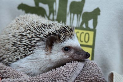 African Hedgehog