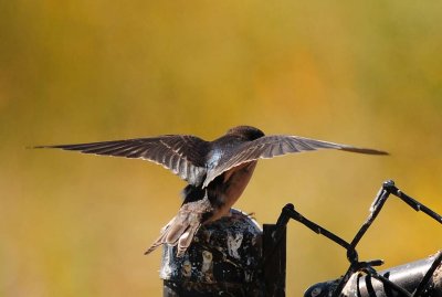 Backspread of Youngster