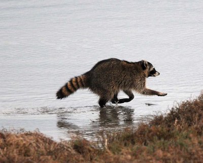 Running Raccoon